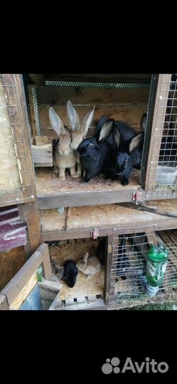 Кролики мясных пород