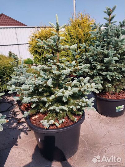Ель голубая Супер блю Сидлинг из питомника