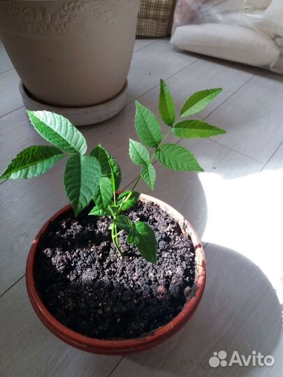 Грецкий орех саженцы