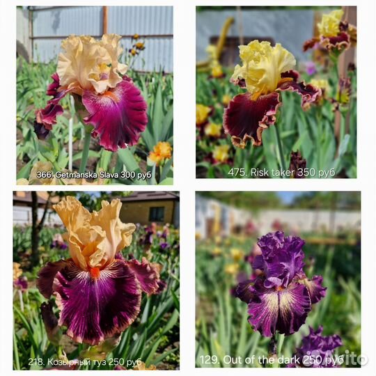 Ирисы бородатые сортовые