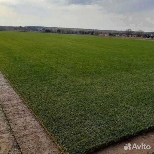 Рулонный газон, посевной газон