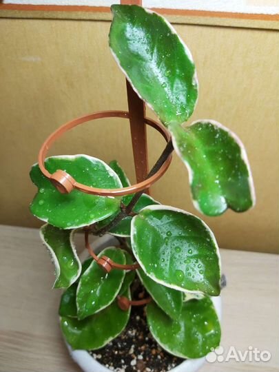 Хойи срезом