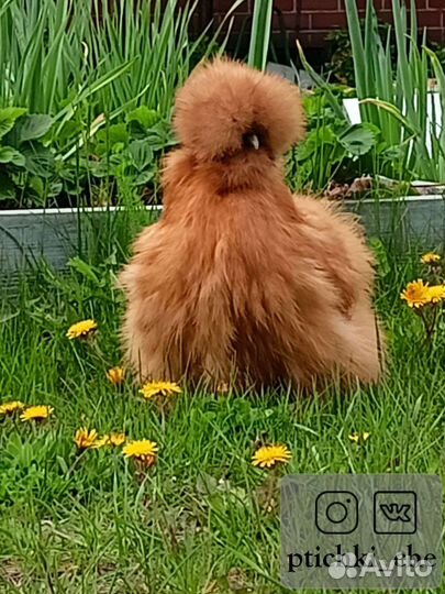 Инкубационное яйцо.Цыплята под заказ