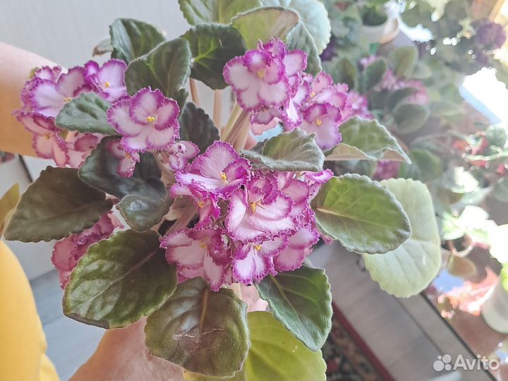 Сортовые фиалки