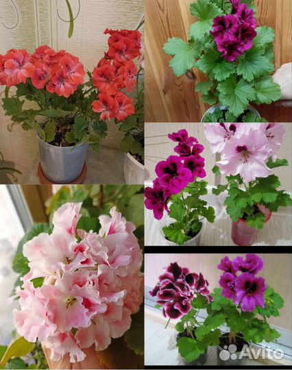 Тюльпановидная, королевская и душистая герань