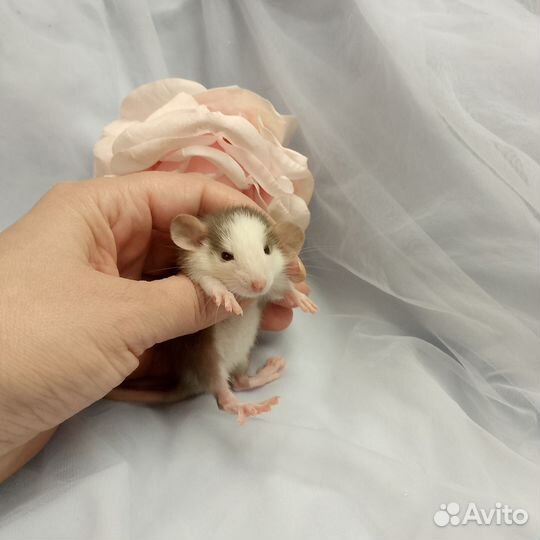 Крысята дамбо девочки