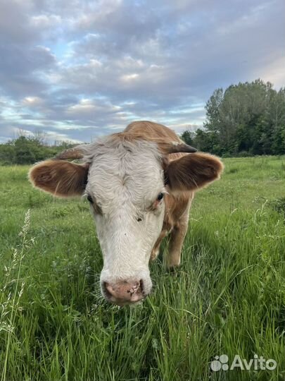 Телка стельная