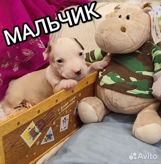 Стаффордширский терьер