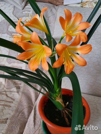 Папоротник фикус сциндапсус хойя цветы