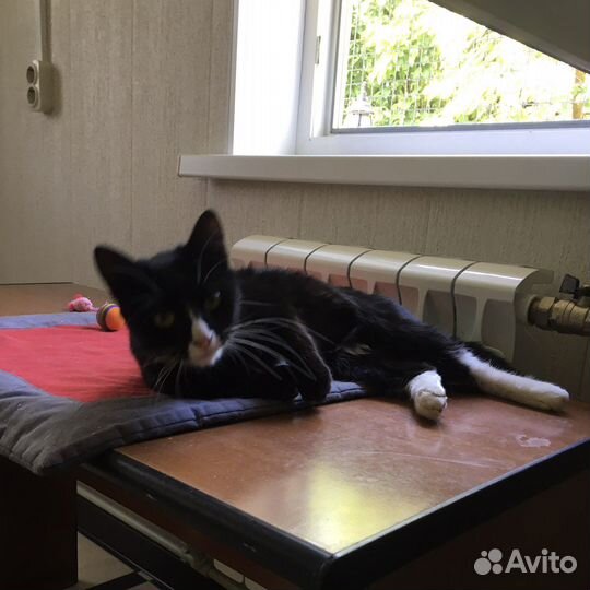 Ласковая кошечка, возраст 6 мес в добрые руки