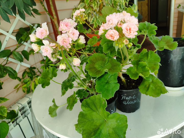 Пеларгонии сортовые