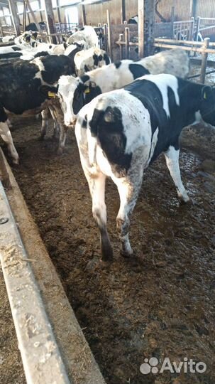 Бычки телята