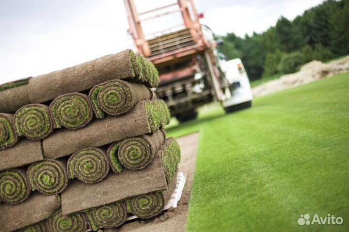 Укладка газона элитный