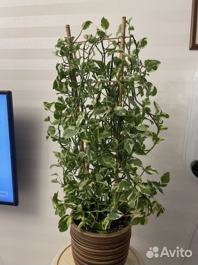 Комнатные растения цветы