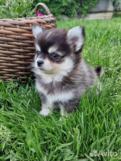 Помски мини хаски мальчик