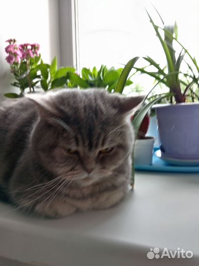 Шотландская кошка