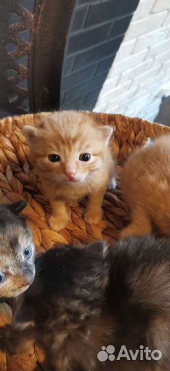 Котята курильский бобтейл