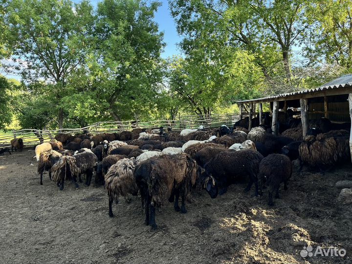 Продам баранов