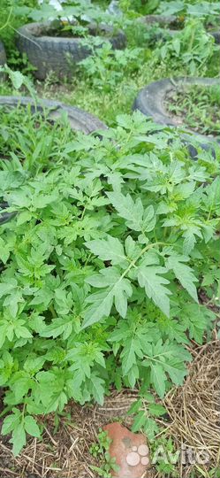 Рассада черри