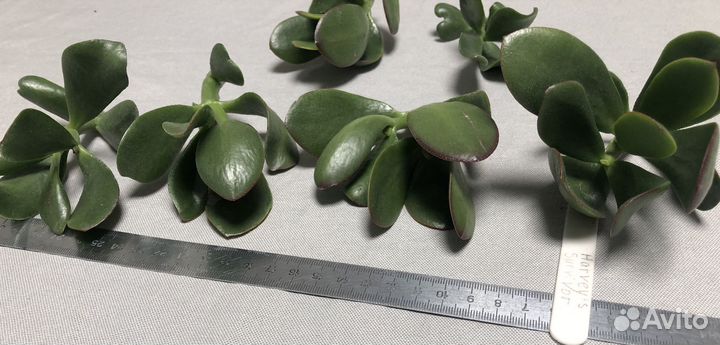 Крассула carnival,Харви Сурвивор, Return of beauty