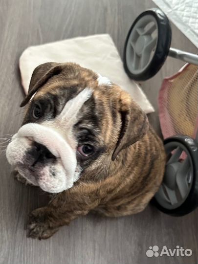 Английский бульдог
