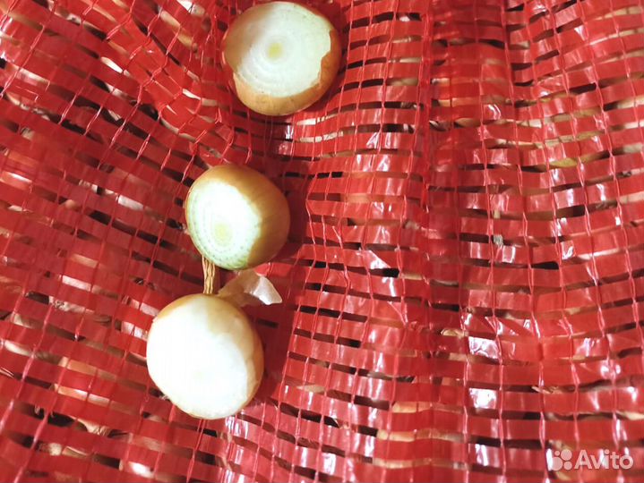 Лук севок Оптом сорт Стурон 1 и 2 группы