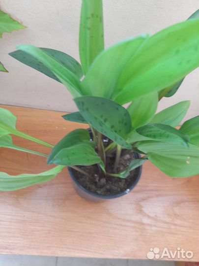 Бегония,бегония тигровая,дримиопсис пятнистый