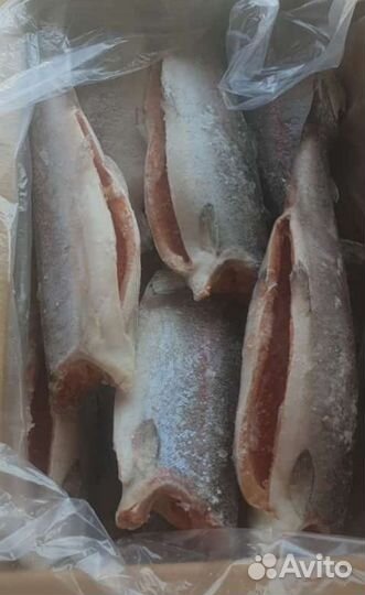 Форель, Сёмга