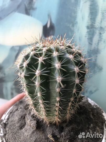 Эхинопсис трубкоцветный кактус