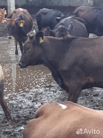 Продажа крс