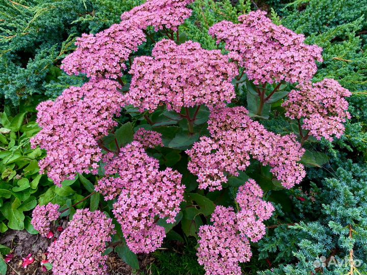 Редкие очитки, садовая юкка, шалфей мускатный