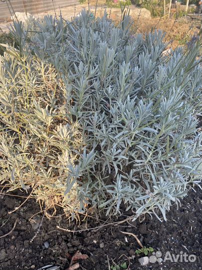 Уличные многолетники