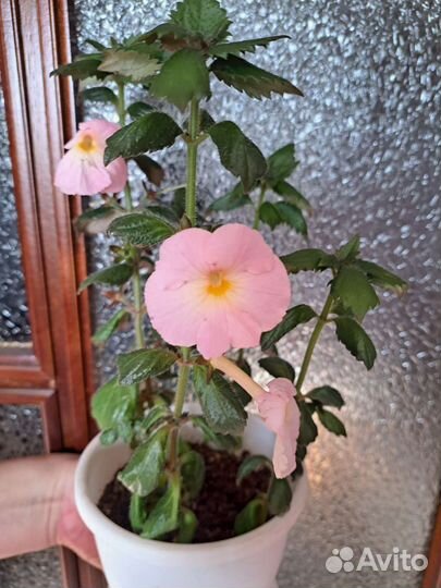 Россада цветы.Ахименес