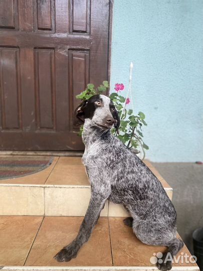 Щенки курцхара