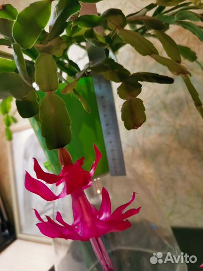 Декабрист шлюмбергера розовый