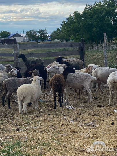 Бараны овцы