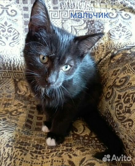 Ласковые котята в добрые руки