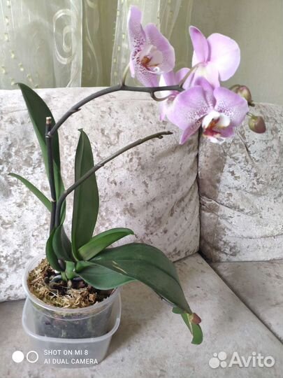 Орхидея фаленопсис