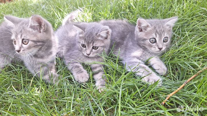 Котята в добрые руки бесплатно