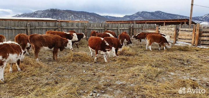Тёлки, быки 8-9 мес