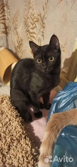 Малыш Лукас ищет дом