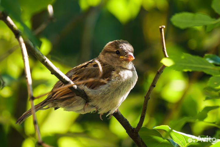 Камера Sony, 24 мрх, 4К, 4 объектива
