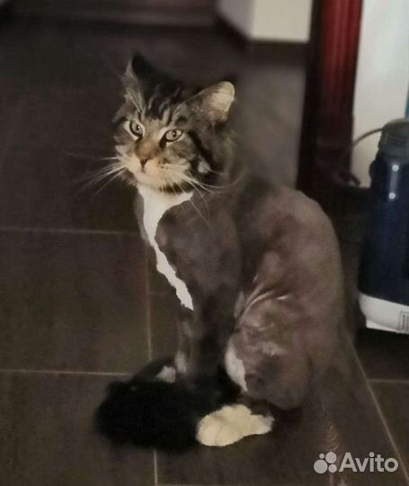 Стрижка кошек и собак выезд на дом