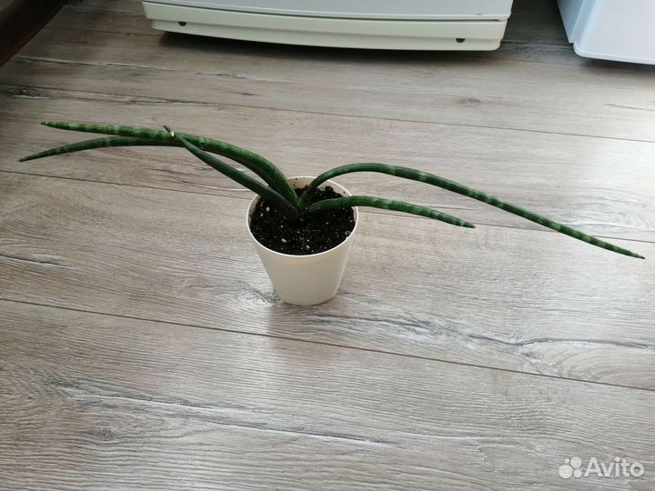 Диффенбахия пятнистая