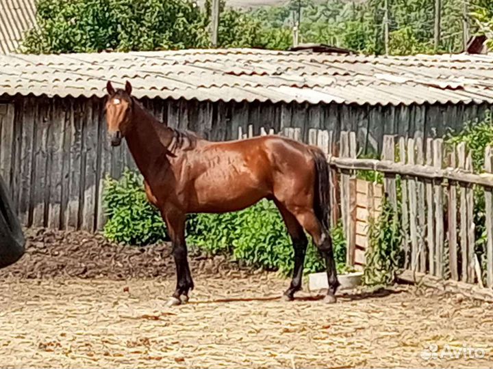 Лошадь тракененский жеребец