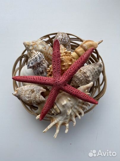 Набор ракушек