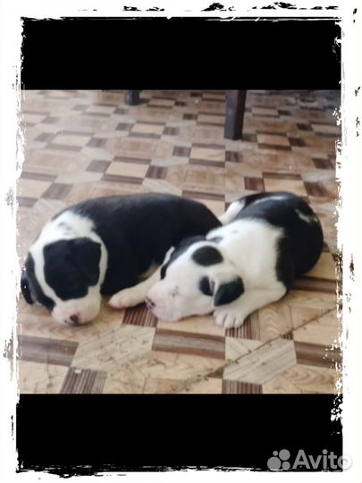 Щенки стаффа