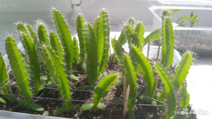 Кактус питахайя жёлтая