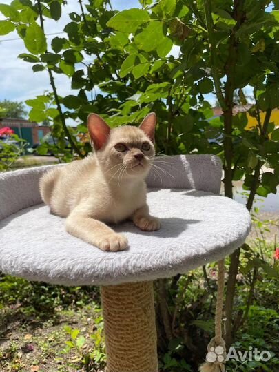 Бурманские котята