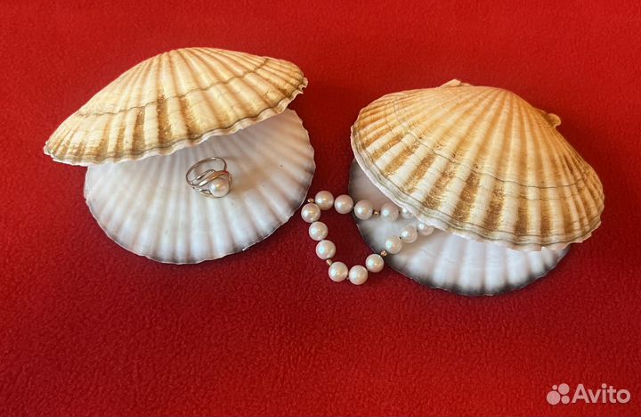 Раковины морского гребешка для украшений